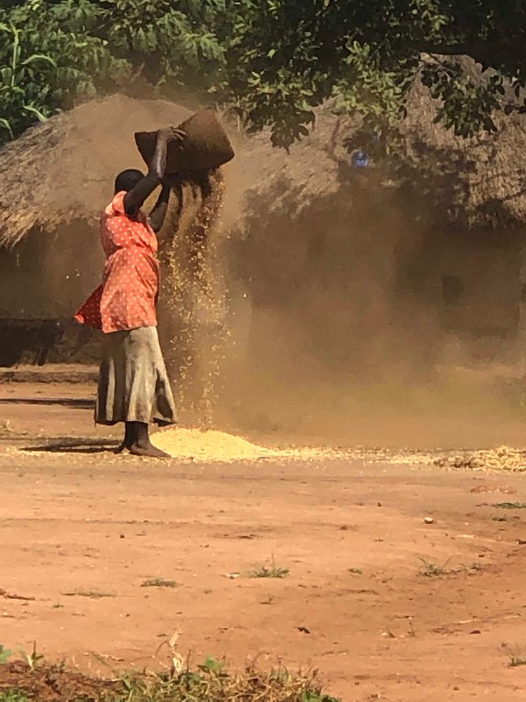 Winnowing soy beans 2
