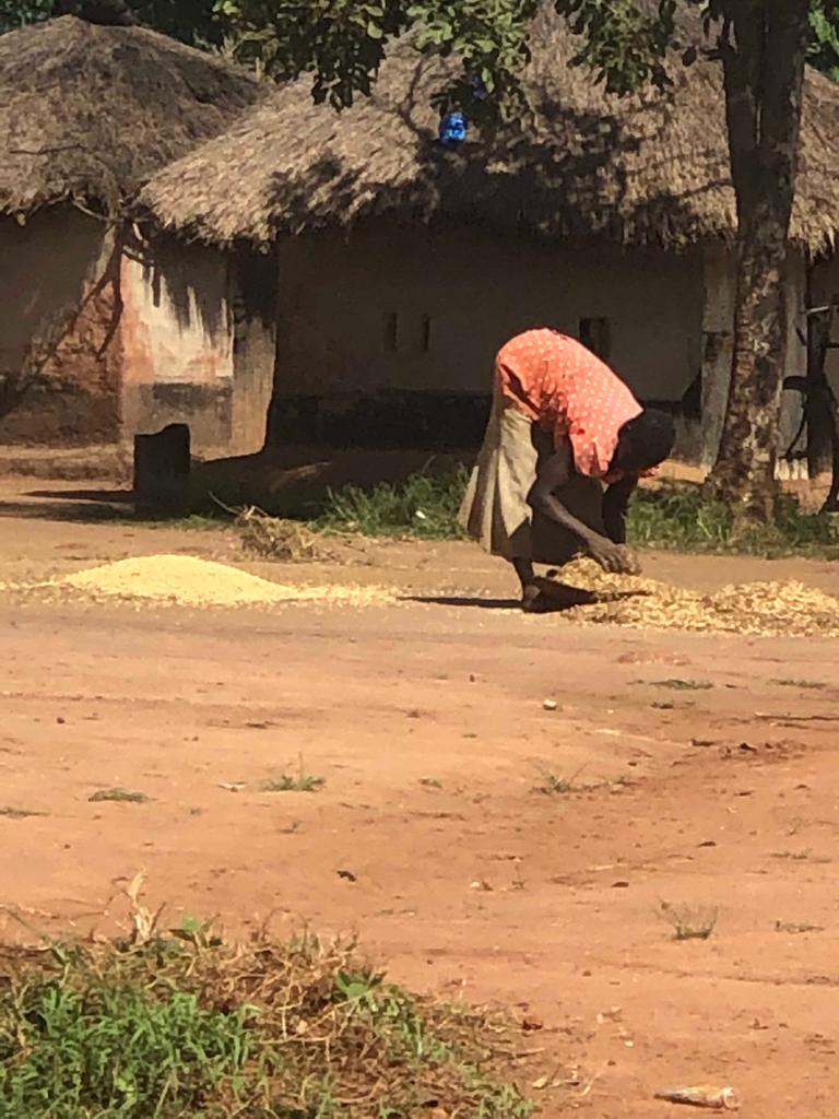 Woman gathering Grains